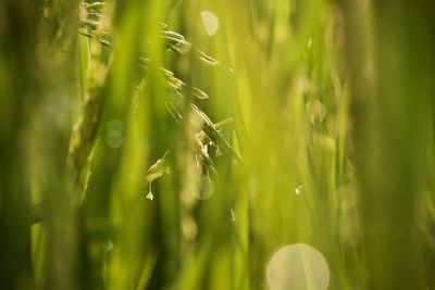 Close-up of wheat growing on field