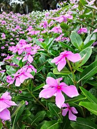 Close-up of pink flowers