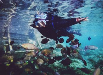 Close-up of fishes swimming in aquarium