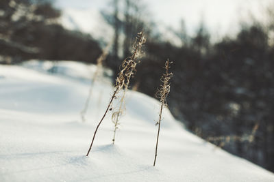 Close-up of frozen plant on field