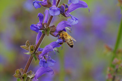 Close-up of bee pollinating on purple flower