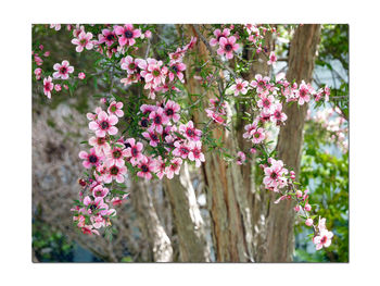 Close-up of pink flowers