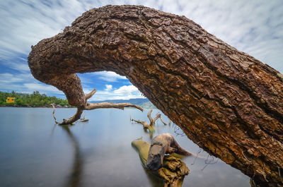 Close-up of driftwood on tree trunk