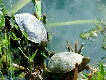 High angle view of turtle swimming in lake