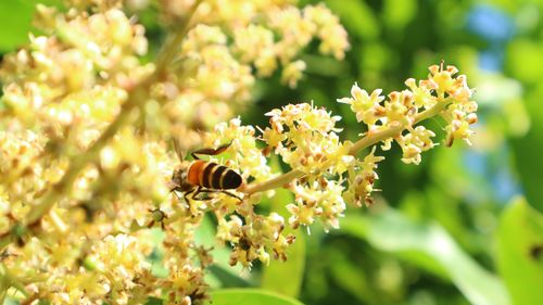 Close-up of bee pollinating flower