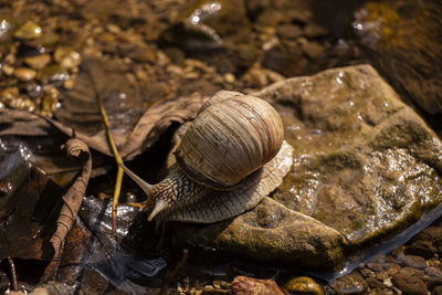 Close-up of snail on rock