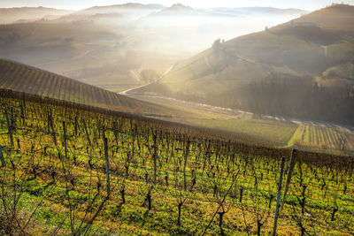 Scenic view of vineyard against mountains