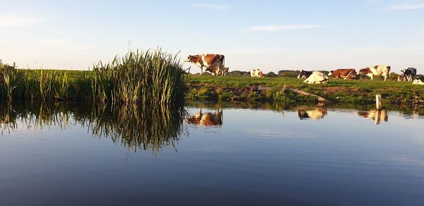 Cows drinking water in lake against sky