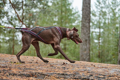 Side view of a dog on the ground