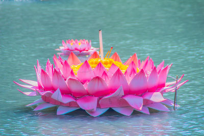 Close-up of pink water lily in lake