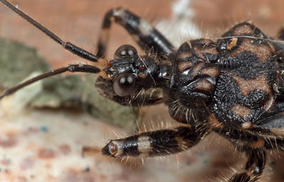 Close-up of spider