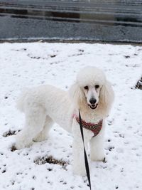 Dog sitting on snow field