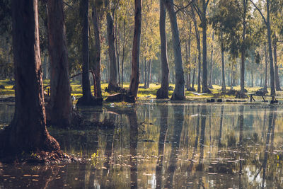 Trees in forest