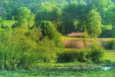 Trees on field in forest