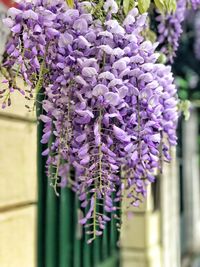 Close-up of purple flowering plant