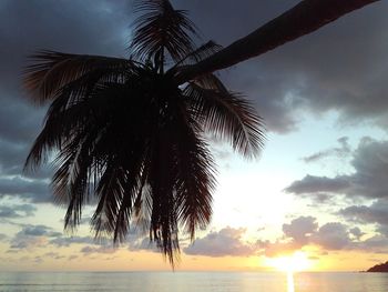 Silhouette of palm trees at sunset