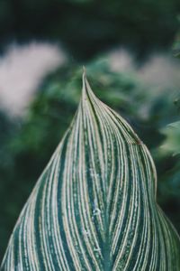 Close-up of fresh green leaf