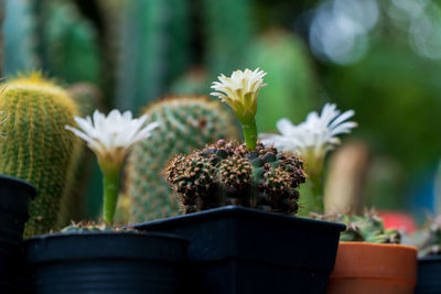 Close-up of potted plant