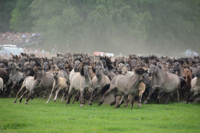 Front view of horses running on grass