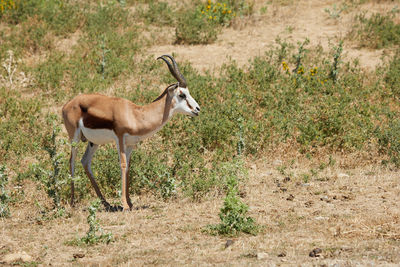 Gazelle standing in a field