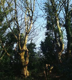 Low angle view of trees in forest against sky