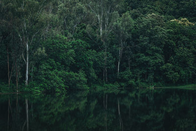 Scenic view of lake in forest