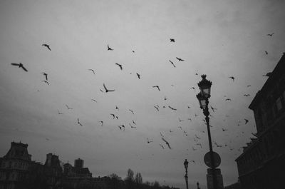 Birds flying in city against sky