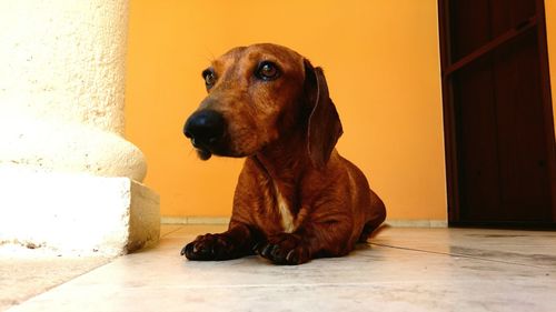 Close-up of dog sitting against wall