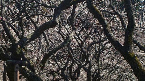 Low angle view of bare trees