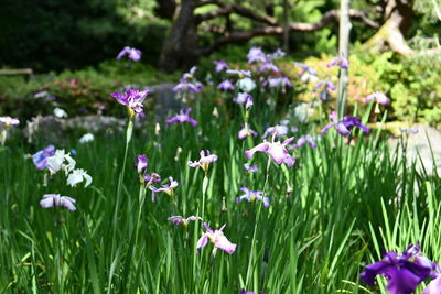 Close-up of purple flowering plants on land