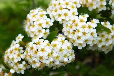 Close-up of white flowers