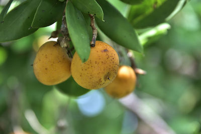Close-up of fruit growing on tree