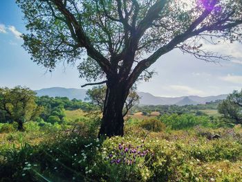 Scenic view of tree and plants on landscape