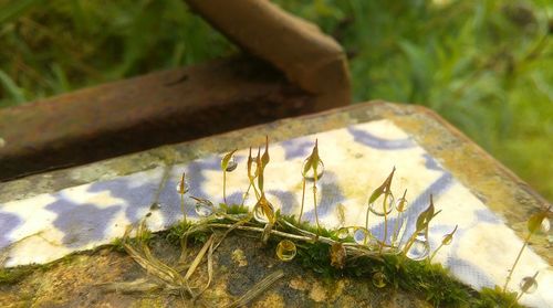 Close-up of insect on grass