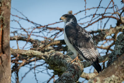 Augur buzzard perched on branch facing left