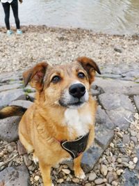 Portrait of dog standing on rock