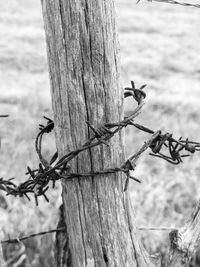 Close-up of barbed wire on tree trunk