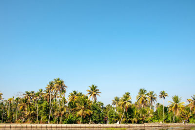 Palm trees on landscape against clear blue sky