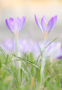 Close-up of purple crocus flowers on field