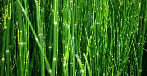 Full frame shot of green leaves