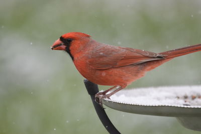 Close-up of a bird