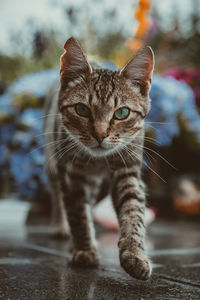 Cat walking towards the camera