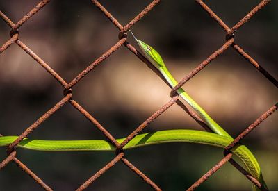 Close-up of plant