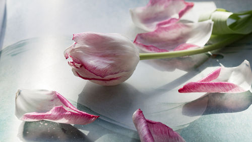 Close-up of pink roses