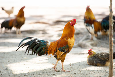 Flock of birds on land