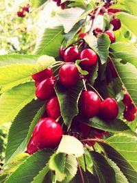 Close-up of cherries on tree