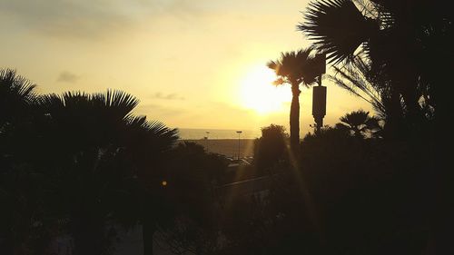 Silhouette of trees at sunset