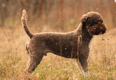 Dogs running on field