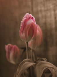 Close-up of pink tulip
