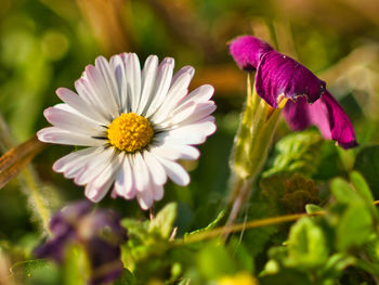 Close-up of purple flowering plant
